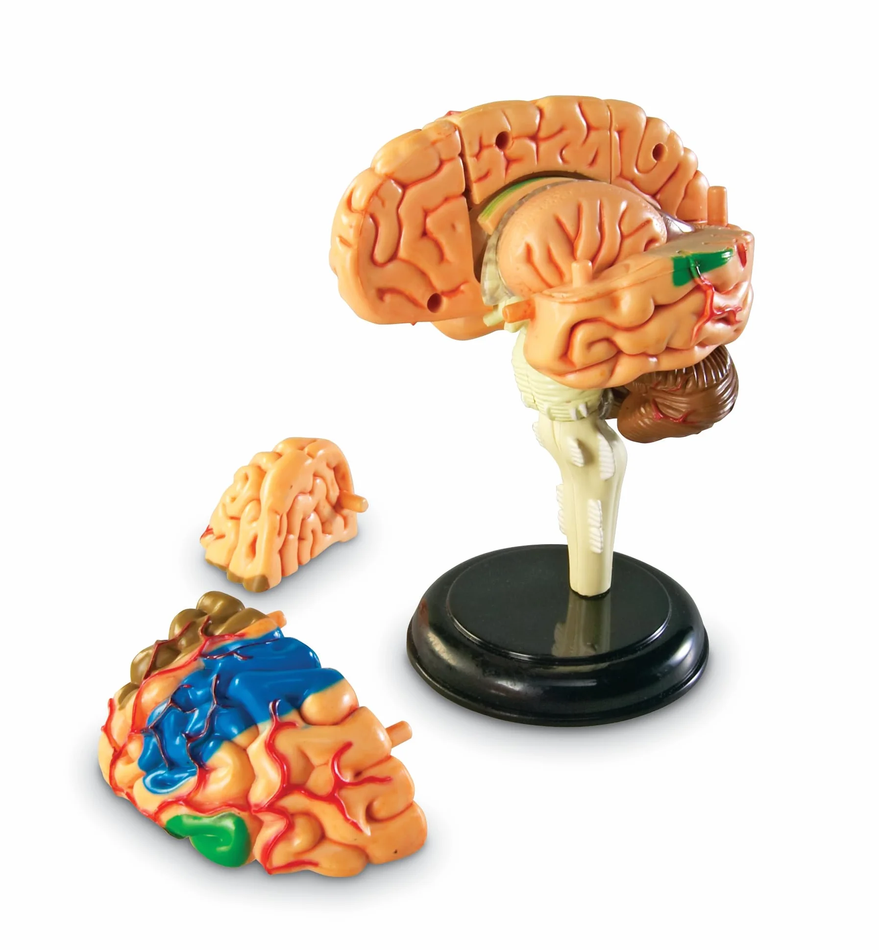Learning Resources Modello Anatomico Cervello Umano, Miniatura Realistica da 10 cm, Set 31 Pezzi con Supporto e Guida Illustrata, Gioco Educativo 8+ Anni