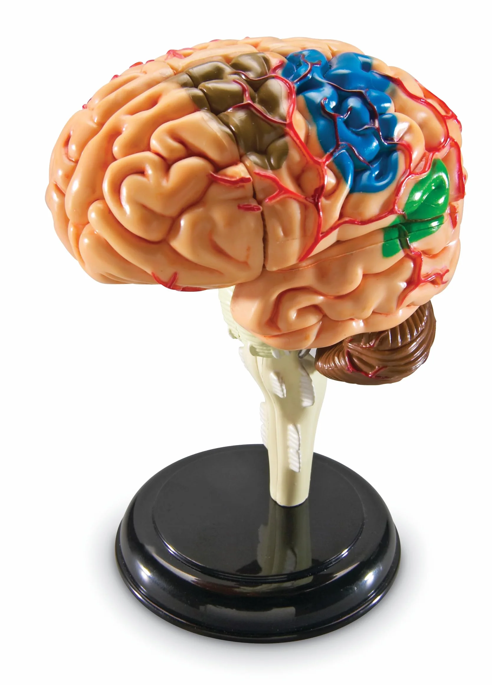 Learning Resources Modello Anatomico Cervello Umano, Miniatura Realistica da 10 cm, Set 31 Pezzi con Supporto e Guida Illustrata, Gioco Educativo 8+ Anni