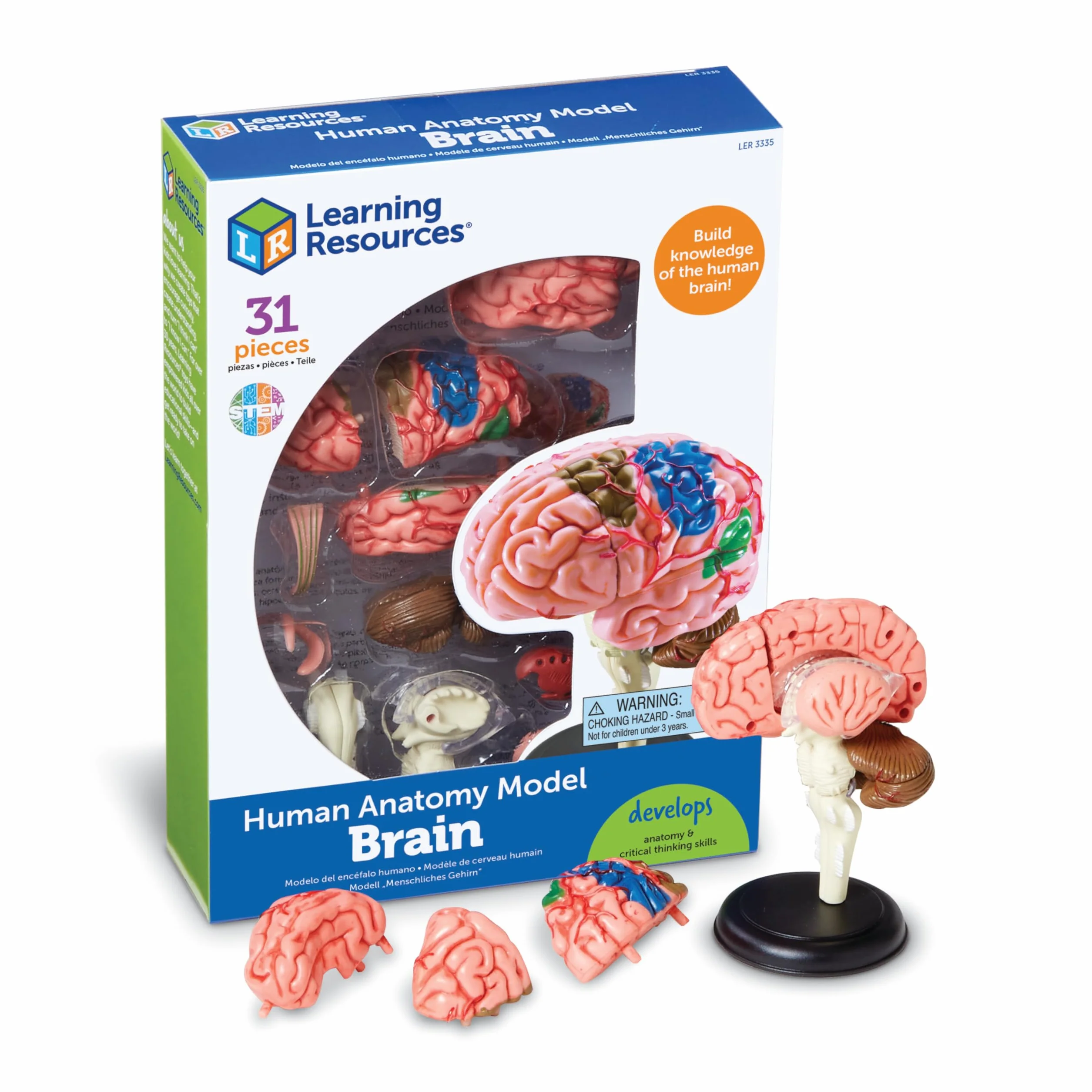 Learning Resources Modello Anatomico Cervello Umano, Miniatura Realistica da 10 cm, Set 31 Pezzi con Supporto e Guida Illustrata, Gioco Educativo 8+ Anni